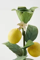 Lemon Taper Candlestick