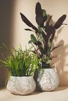 Amapa Concrete Leaf Pot