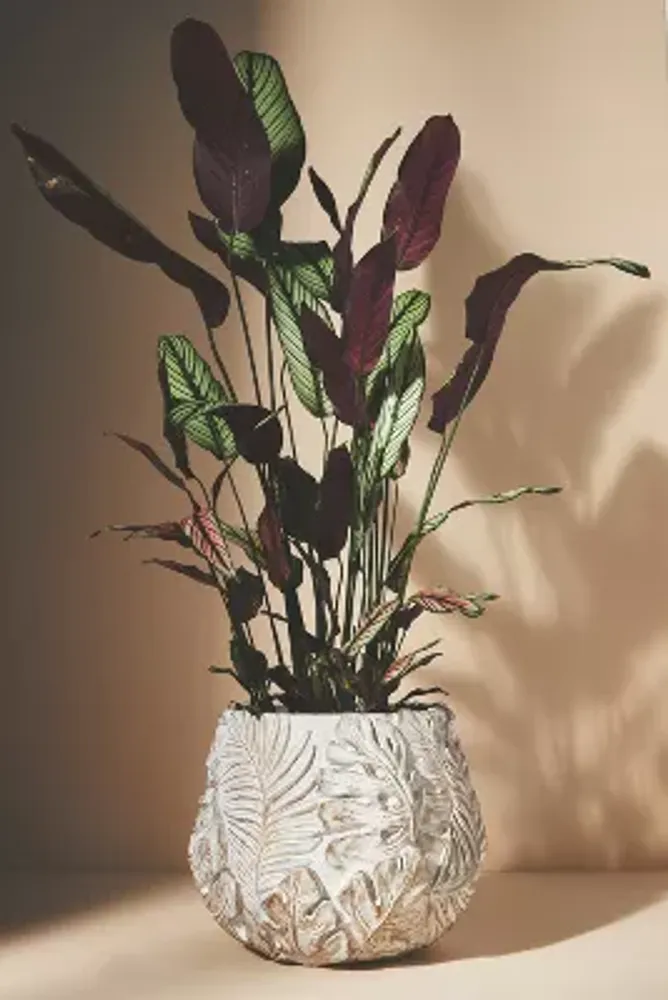 Amapa Concrete Leaf Pot