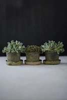 Earth Fired Clay Mini Pot + Saucer, Set of 3