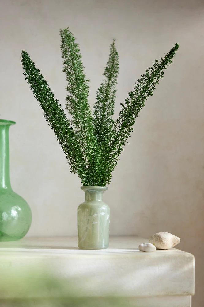 Dried Foxtail Fern Bunch