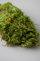 Preserved Mood Moss