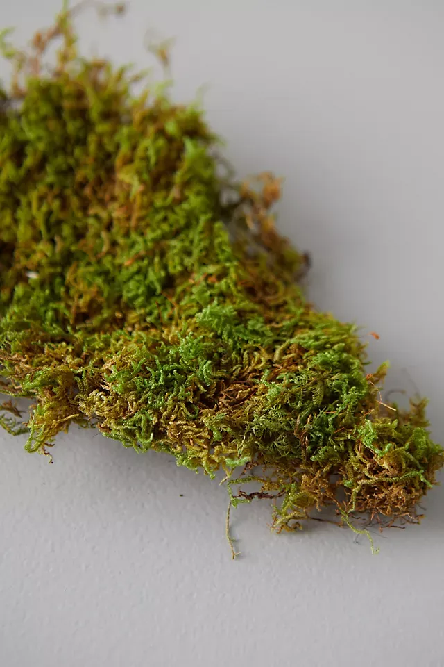 Preserved Reindeer Moss Box