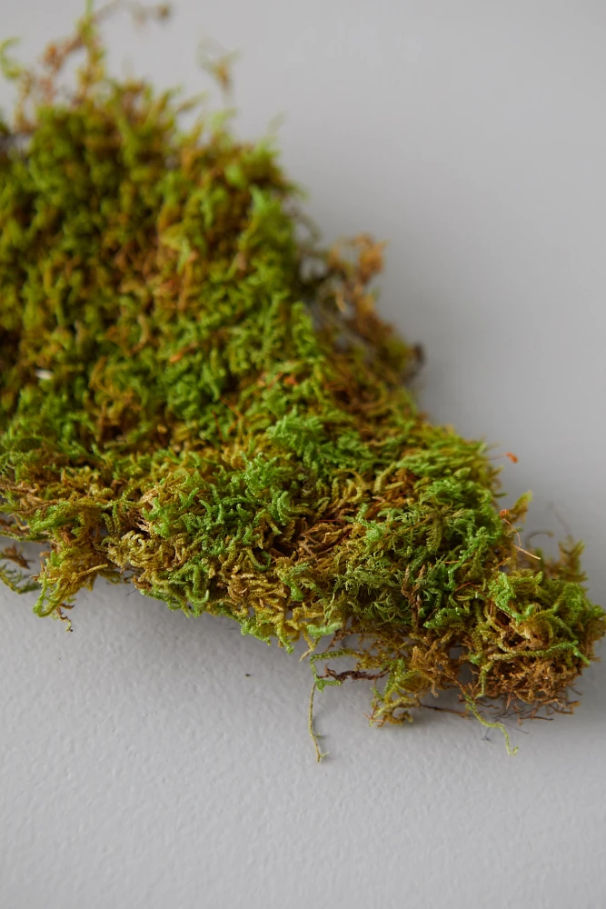 Preserved Sheet Moss