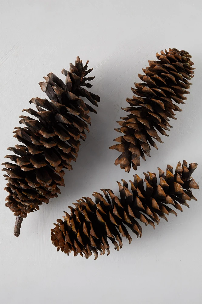 Sugar Pinecone Bunch