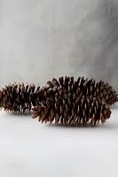 Sugar Pinecone Bunch