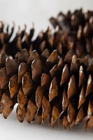 Sugar Pinecone Bunch