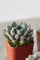 Succulent Collection, Set of 12