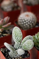 Succulent + Cactus Collection, Set of 12