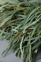 Fresh Eucalyptus Wreath