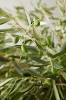 Fresh Olive Branch Bunch