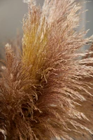 Fresh Pampas Grass