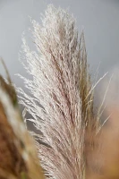 Fresh Pampas Grass