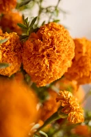 Fresh Marigold Bouquet