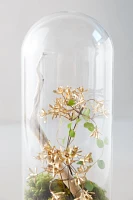 Distressed Metal + Glass Terrarium on Stand