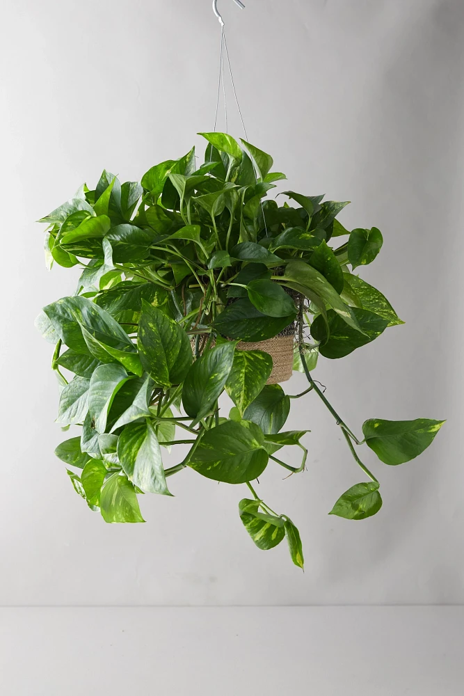 Pothos Plant, Hanging Jute Basket