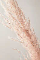 Dried Pampas Grass Bunch