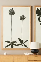 Allium Wall Art