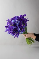 Fresh Iris Bunch