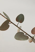 Iron Eucalyptus Stem