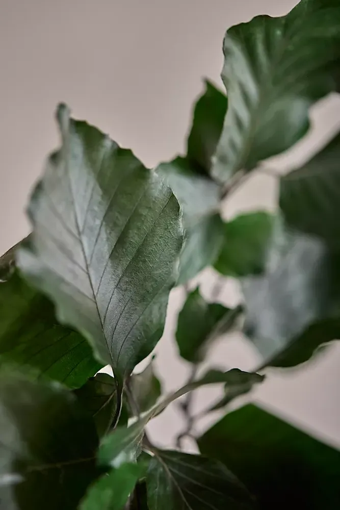 Preserved Beech Leaf Bunch