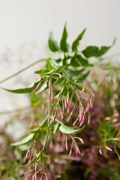 Fresh Jasmine Bunch