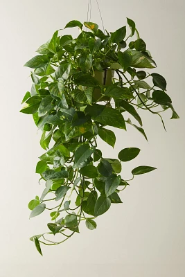 Pothos Plant