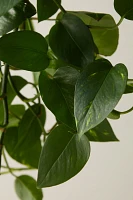 Pothos Plant