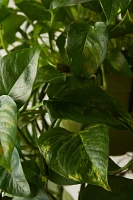 Pothos Plant