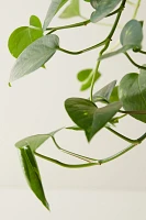 Pothos Plant