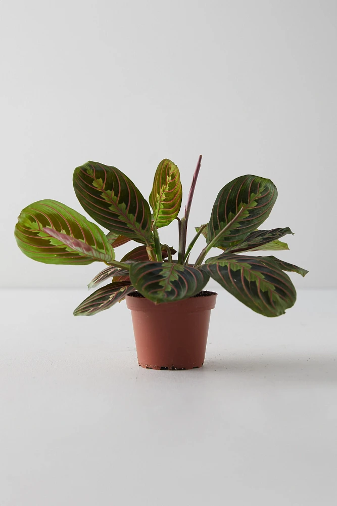 Prayer Plant