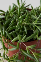 String of Pickles Plant