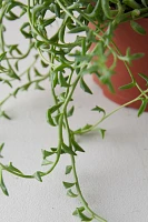 String of Dolphins Plant