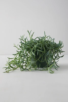 Senecio 'Fish Hooks' Plant