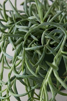 Senecio 'Fish Hooks' Plant