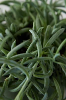 Senecio 'Fish Hooks' Plant