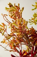 Fresh Kangaroo Paw Bunch