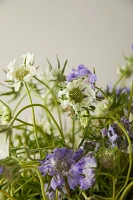 Fresh Blue + White Scabiosa Bunch