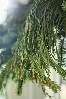 Fresh Fir + Pine Cone Garland