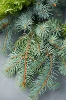 Fresh Juniper + Noble Fir Garland