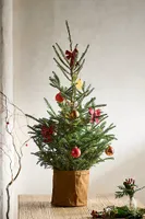 Fresh Tabletop Fraser Fir