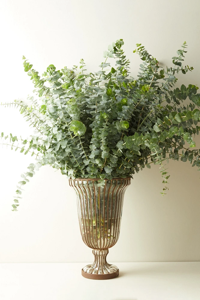 Fresh Eucalyptus pulverulenta Bunch