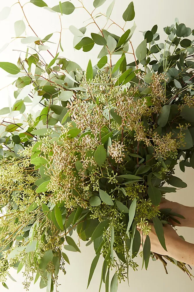 Fresh Assorted Eucalyptus Bunch