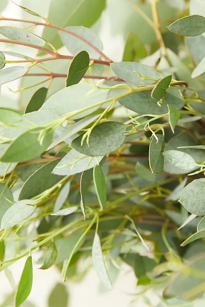 Fresh Assorted Eucalyptus Bunch