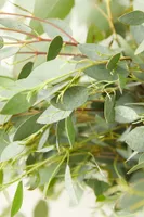 Fresh Assorted Eucalyptus Bunch