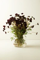 Fresh Chocolate Cosmos Bunch