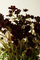 Fresh Chocolate Cosmos Bunch