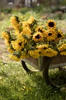 Fresh Sunflower Bunch