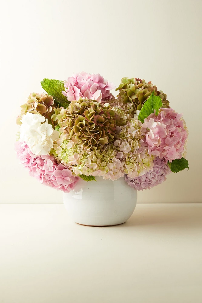 Fresh Hydrangea Bunch