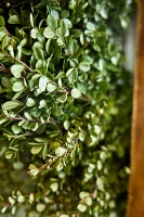 Fresh Boxwood Wreath